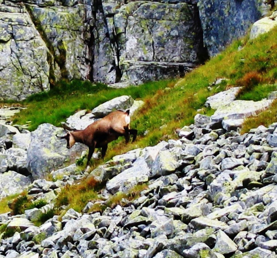 Penzion Alfa Tatry Стара Лесна Екстер'єр фото